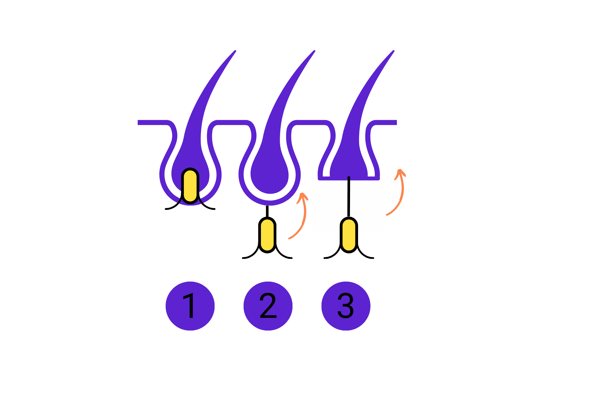 Schéma du cycle du poil
