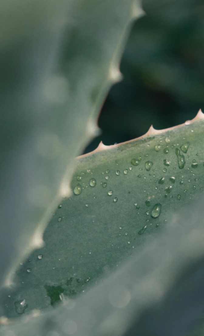 la plante d'aloe vera qui facilite la régénération des cellules