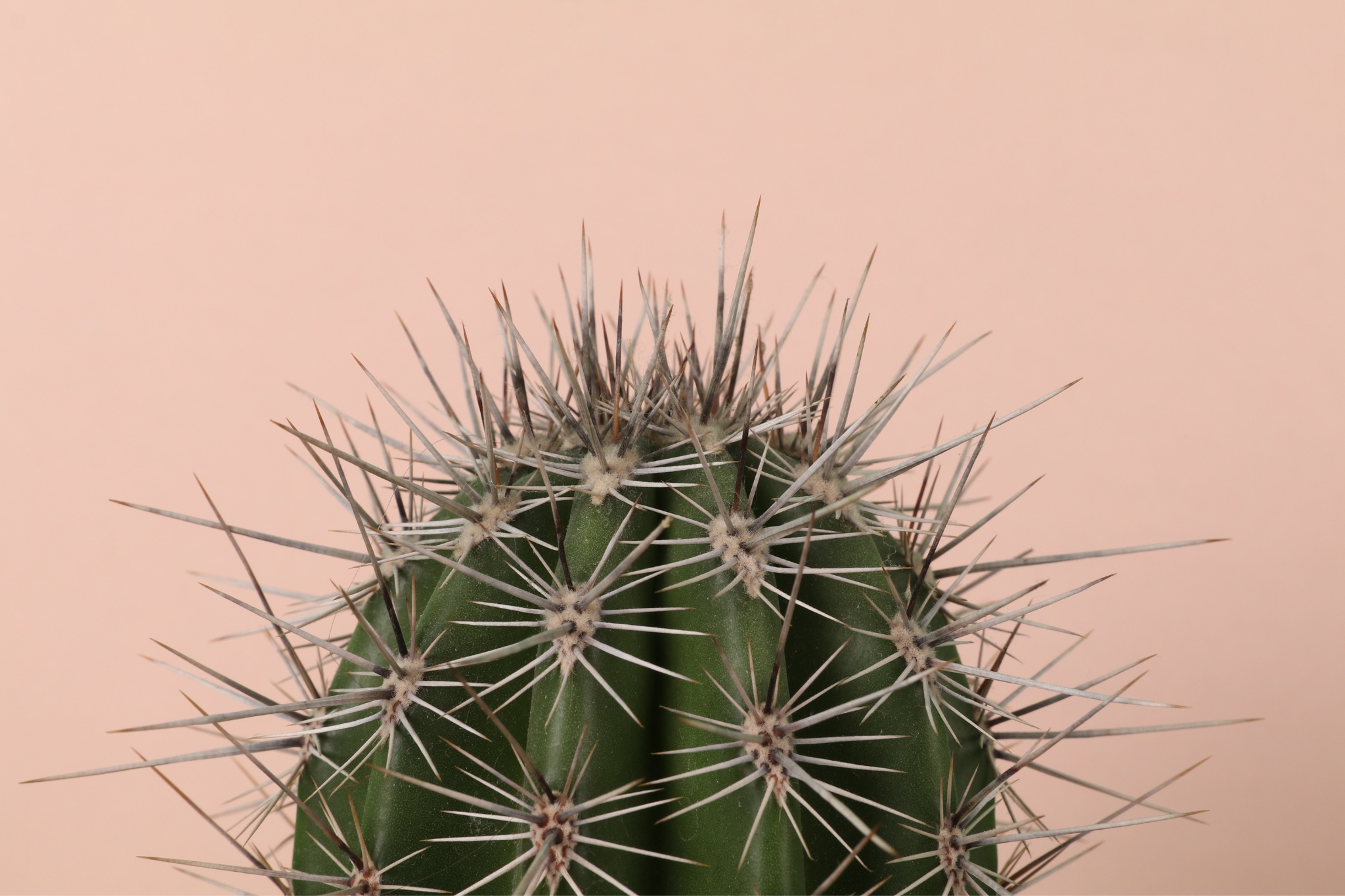 un cactus qui représente la repousse des poils après l'épilation