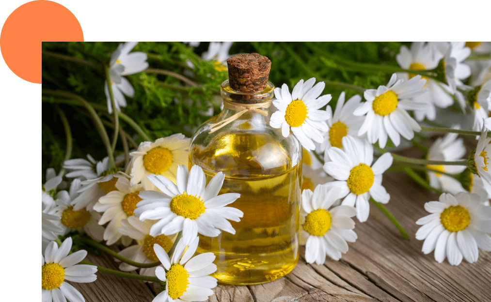 huile de camomille