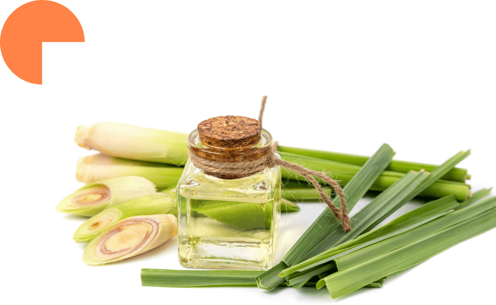 brins de citronnelle