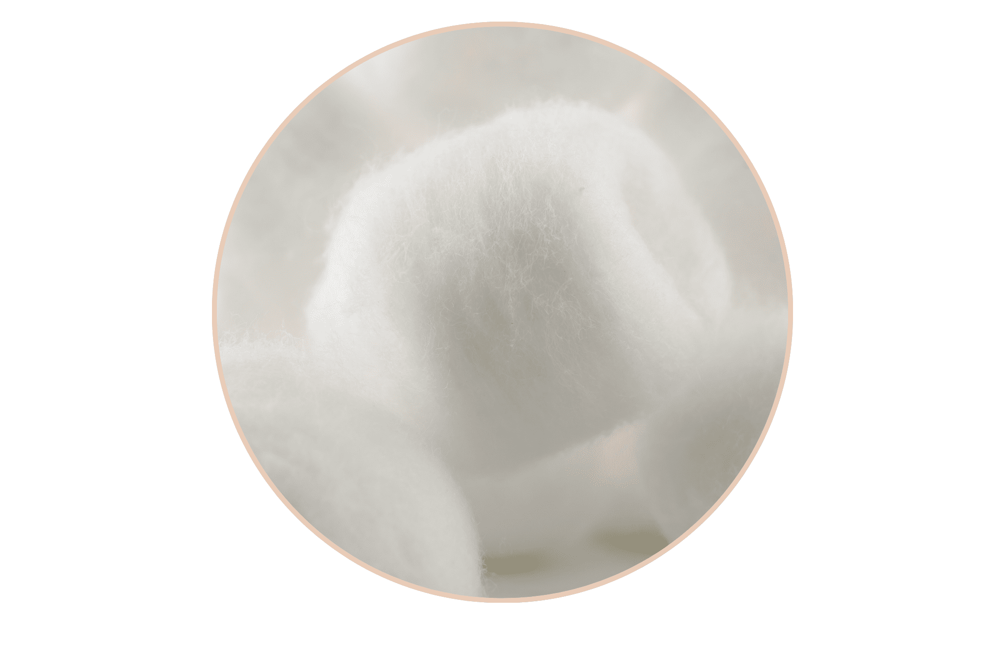 illustration de la peau normale avec des cotons