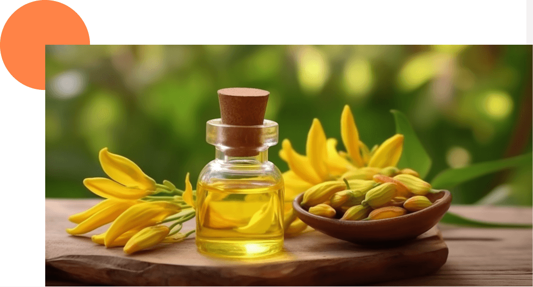 Fleurs de ylang ylang avec huile pour les cheveux
